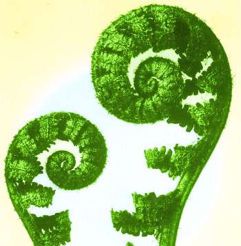 growing-ferns-1-350