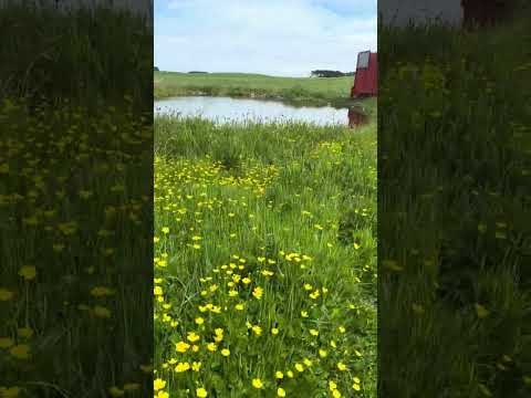 The Woodland Meadow
