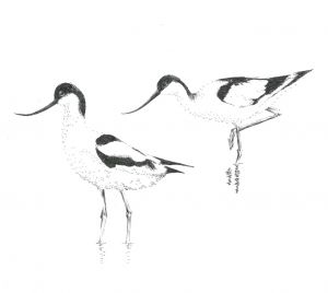 ANNA COILS, drawing